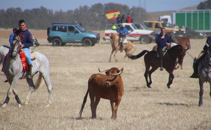 Fotos: El encierro campestre de Medina de Rioseco en imágenes (2/2)