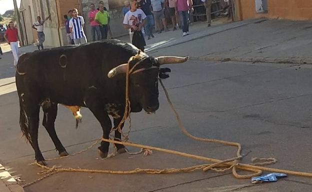 Toro enmaromado de Villafrechós. 