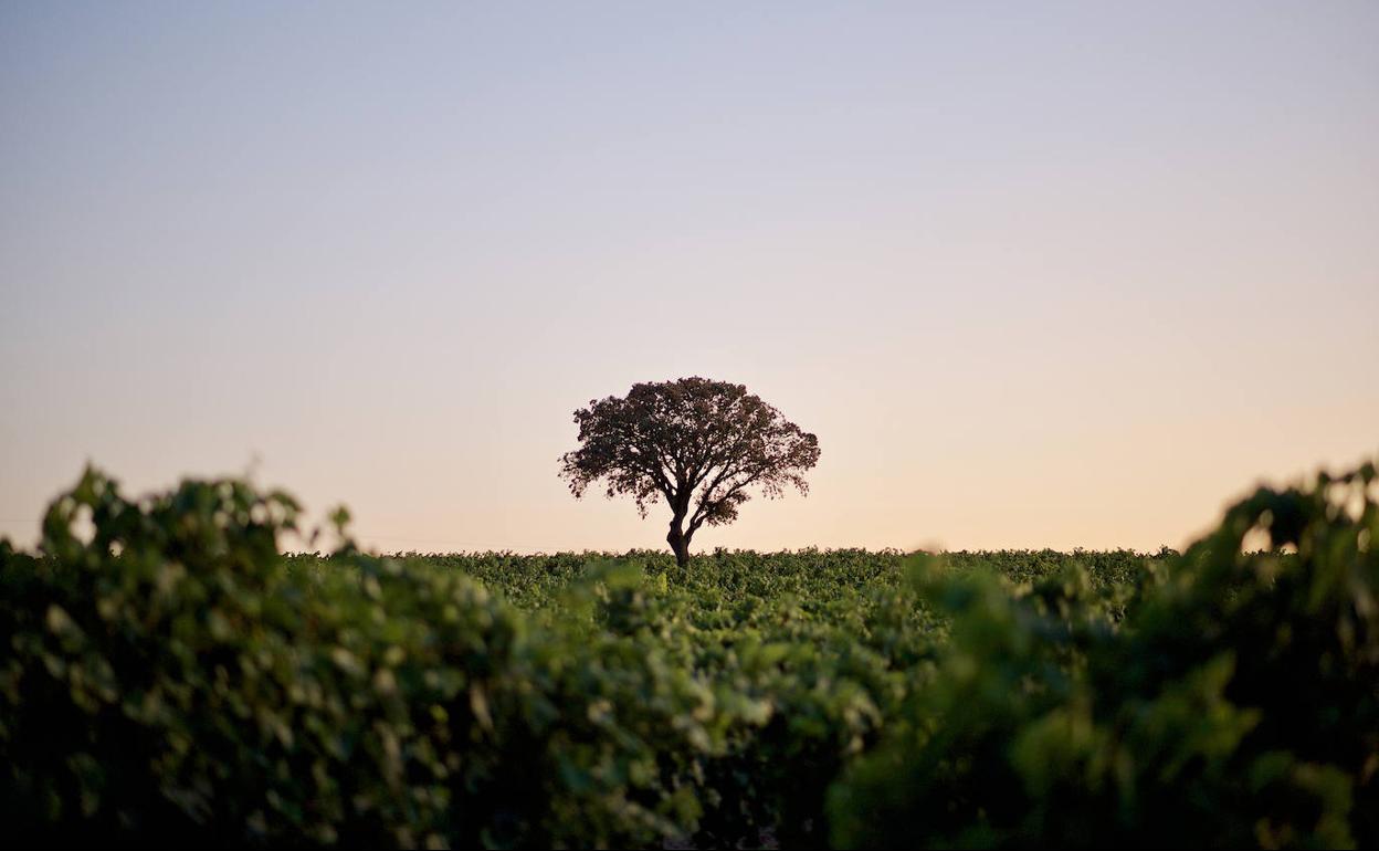 Viñedo en la Denominación de Origen Rueda. 