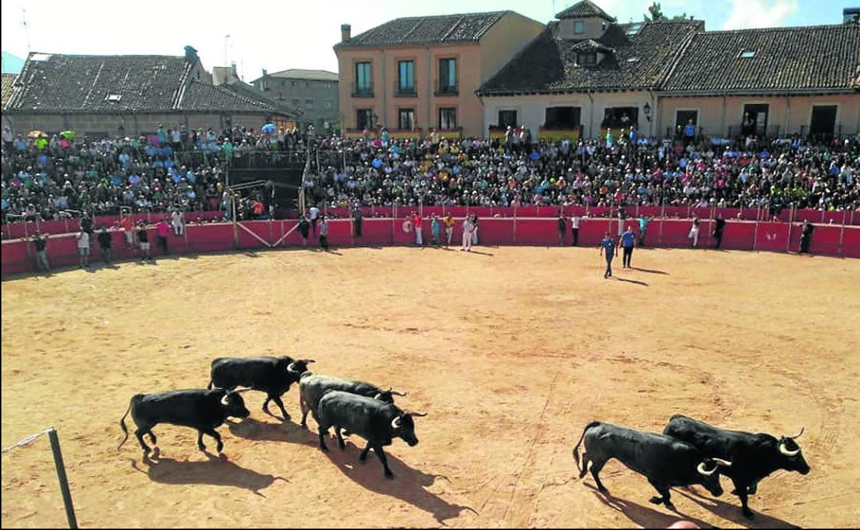 Los toros de un encierro entran en la plaza riazana. 