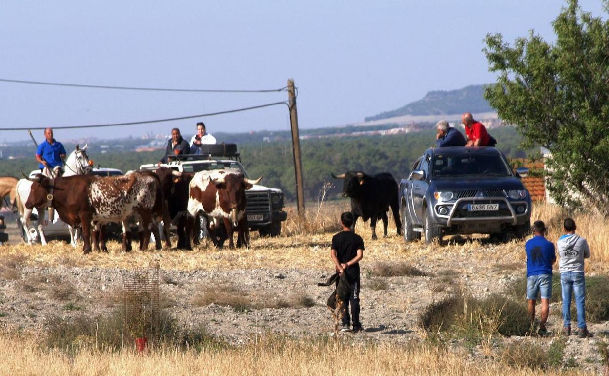 Un momento del encierro de este sábado en Vallelado.