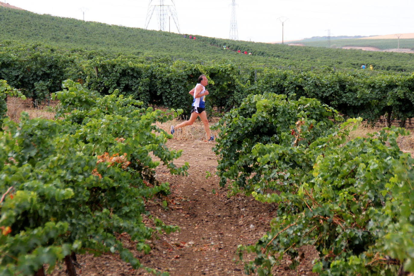 Fotos: Más de 300 atletas participan en la carrera &#039;Corriendo entre viña&#039; de Rueda (2/2