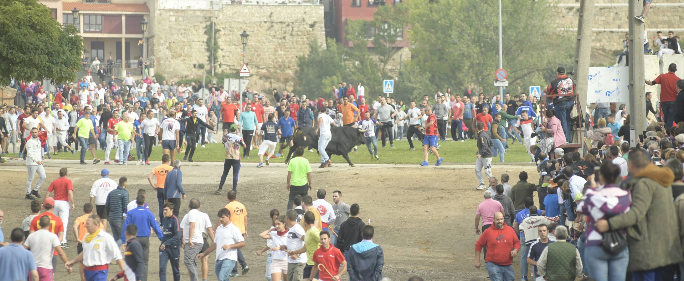 Tan solo unos tres minutos ha tardado 'Barco' en acceder a la zona de pinares | Se detuvo unos segundos en la rotonda, y acudió a algunos cites de los aficionados.