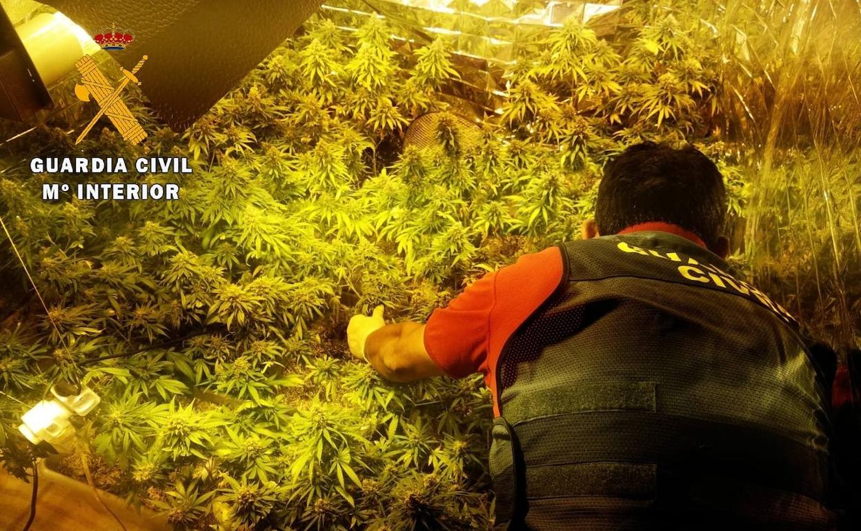 Detenido por cultivar 331 plantas de marihuana en una casa de un pueblo de Palencia