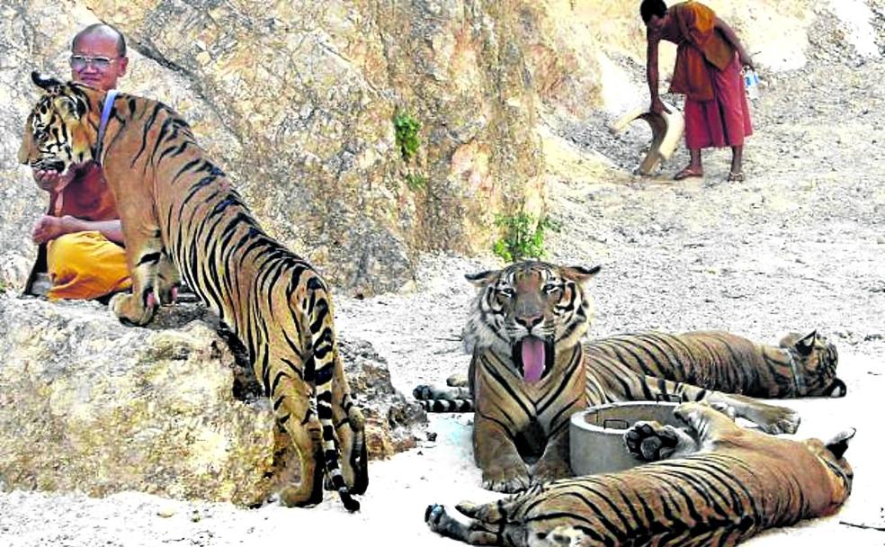 Imagen de convivencia entre monjes y tigres.