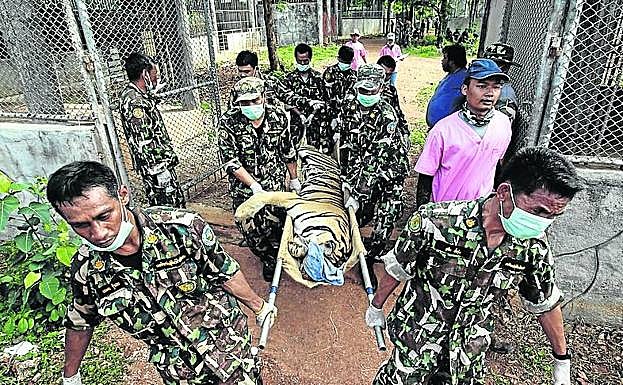 Operación de rescate del Ejército tailandés para intentar salvar a los felinos.