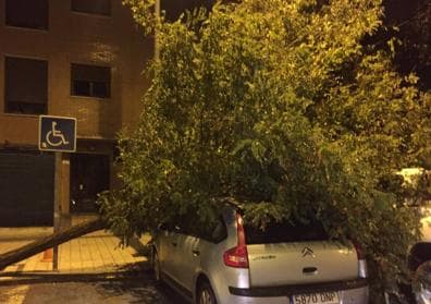 Imagen secundaria 1 - Arriba, comedor del colegio de Aldeamayor. Abajo a la izquierda, árbol caído sobre un coche en Arroyo; a la derecha, interior del polideportivo de Viana. 