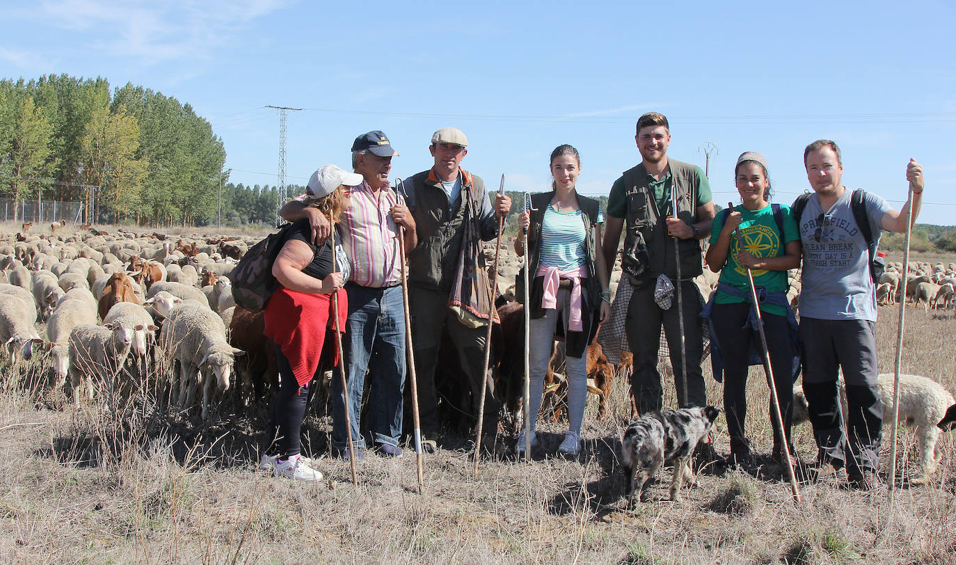 Ovejas trashumantes a su paso por Perales, Palencia. 