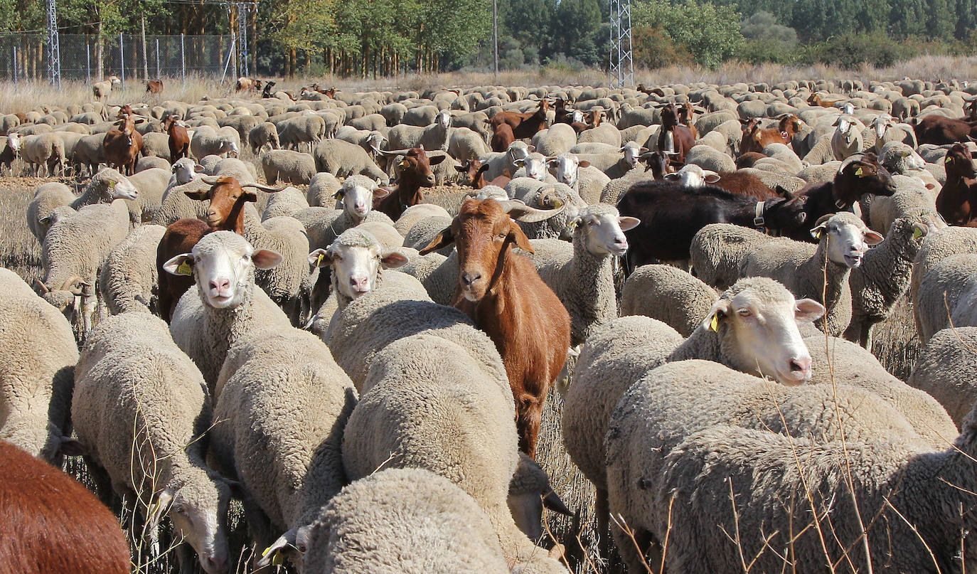 Ovejas trashumantes a su paso por Perales, Palencia. 