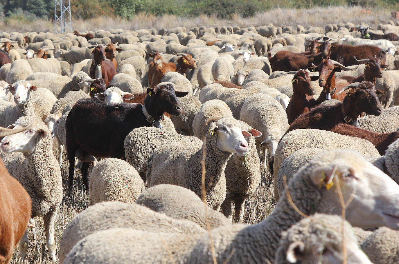 Ovejas trashumantes a su paso por Perales, Palencia. 