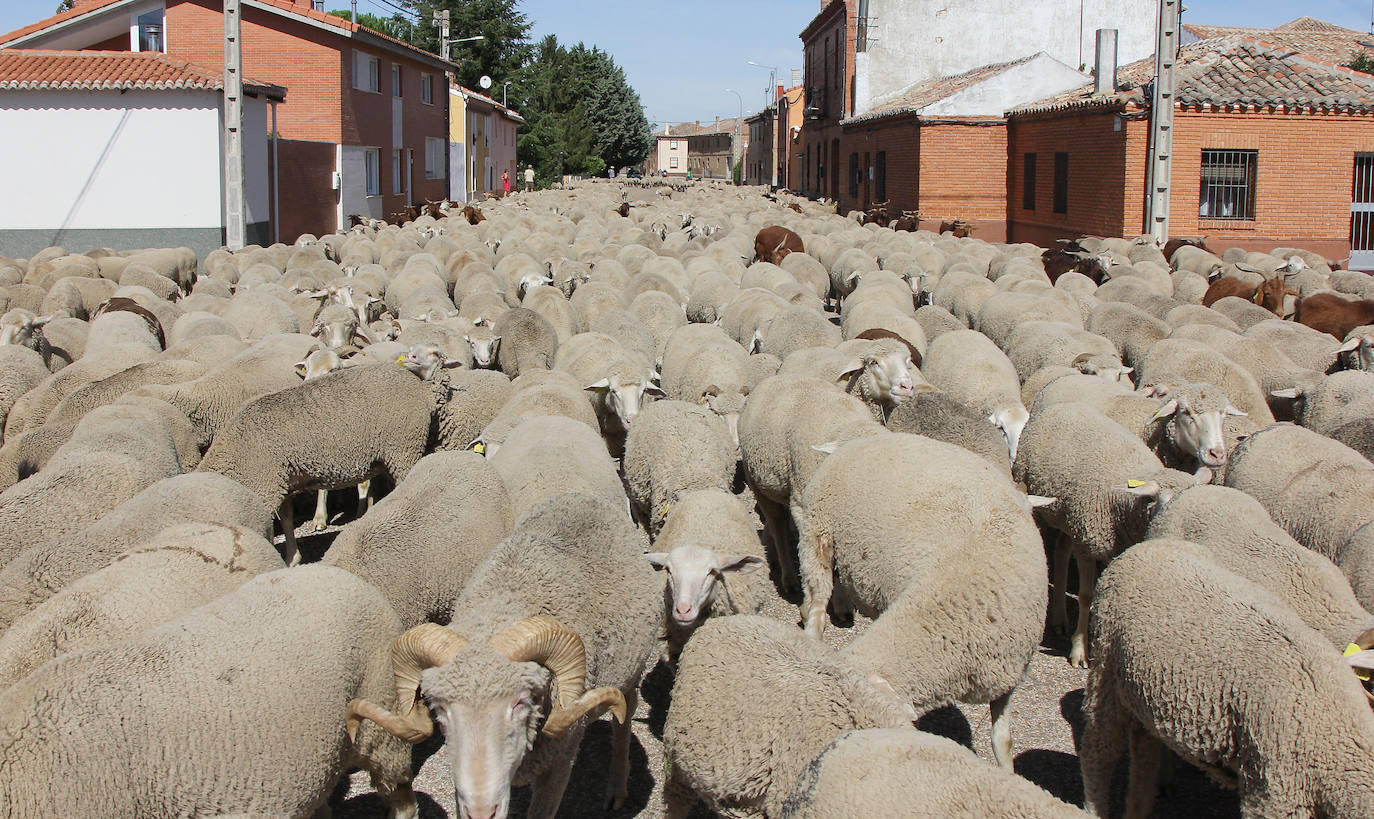 Un rebaño de ovejas cruza las calles de Perales, durante la jornada de ayer. 