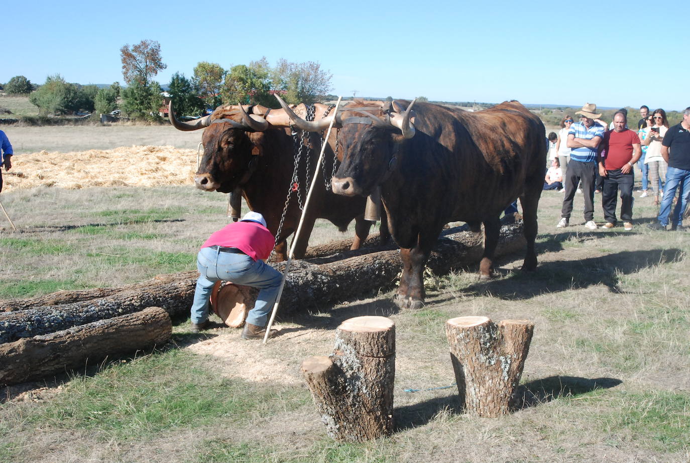 Fiestas de Fuenterroble de Salvatierra. 