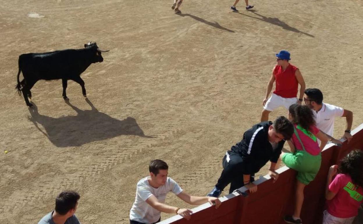 Suelta de vaquillas en las fiestas de 2017.
