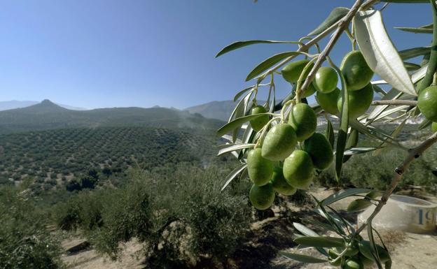 Los aranceles de Trump afectan al vino, aceite, cerdo, queso y cítricos 