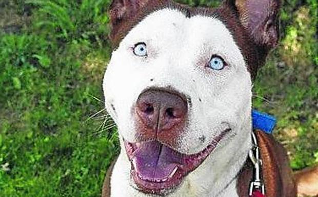 La mezcla entre un pit bull terrier americano y un husky siberiano o de Alaska. 