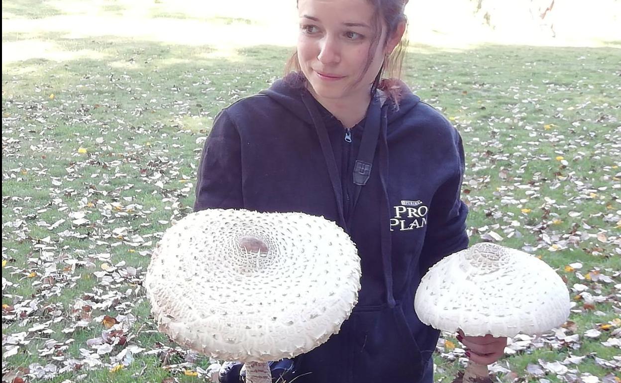 Una joven, con dos enormes ejemplares de 'macrolepiota procera'.