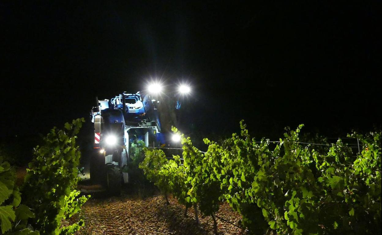 Vendimia nocturna en la DO Rueda. 