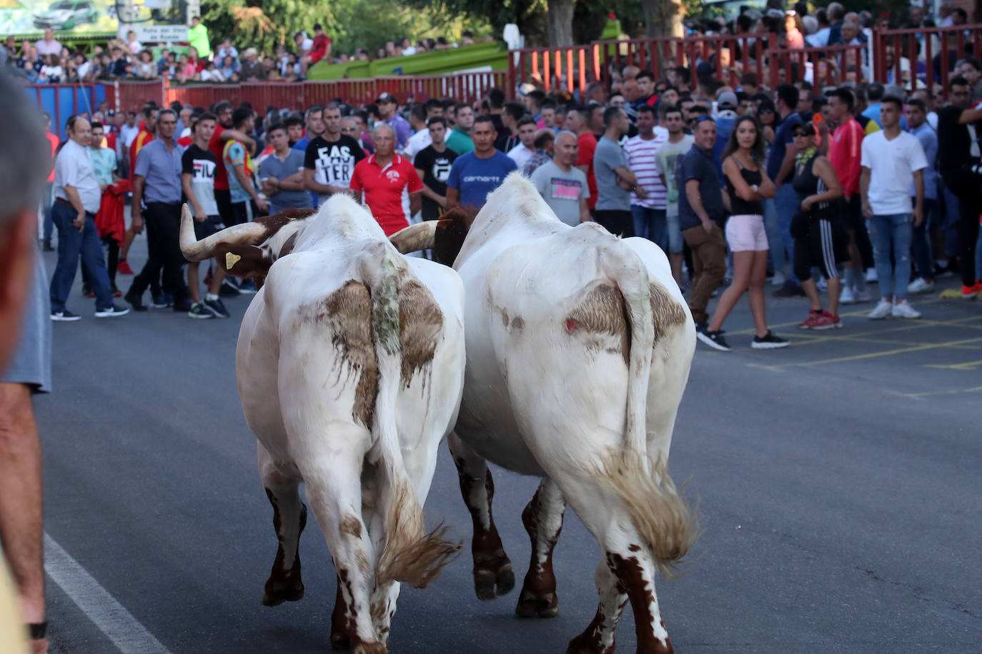 Festejo del Toro del Verdejo de Rueda. 