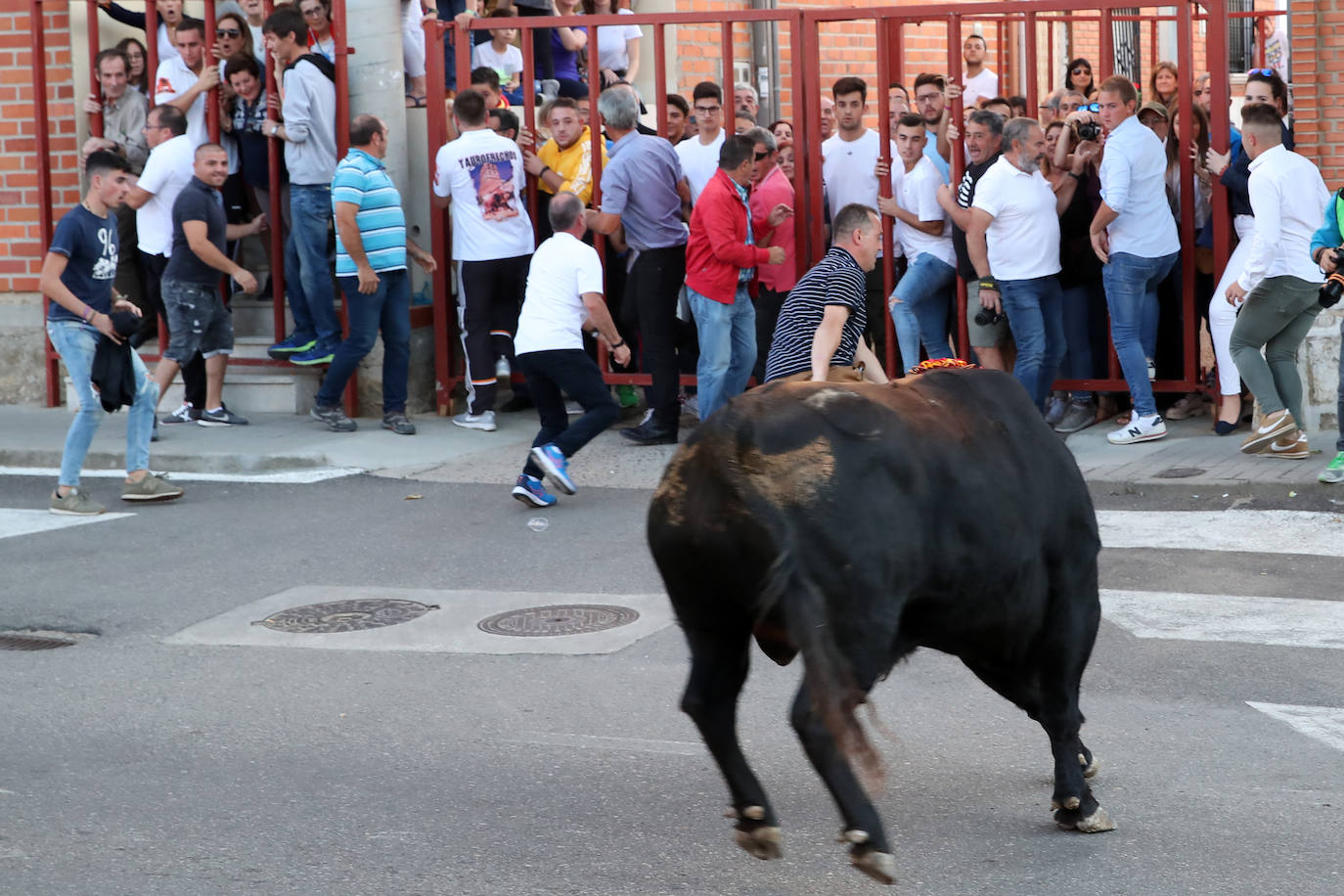 Festejo del Toro del Verdejo de Rueda. 