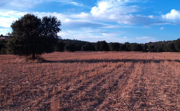 Una encina, en mitad de una tierra cosechada. 