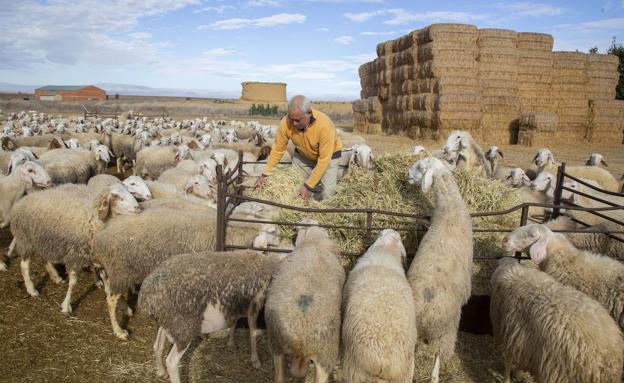 Santiago del Rey, pastor de Herrín de Campos, da de comer a una parte de las ovejas que tiene en su explotación ganadera. 