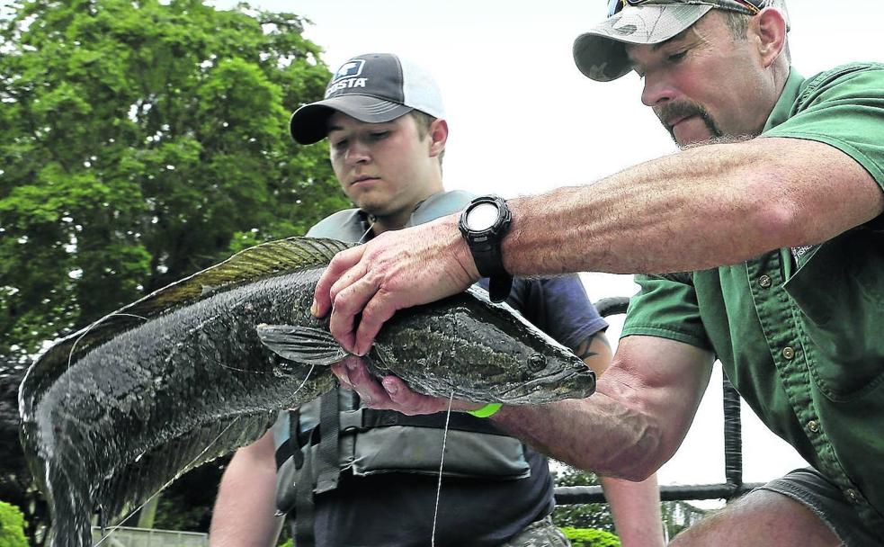 Dos pescadores muestran un pez cabeza de serpiente que acaban de capturar.