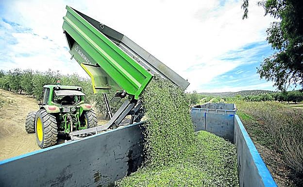 Vaciado de un remolque lleno de aceitunas recién cosechadas.