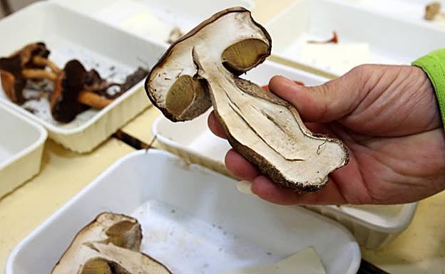 Un hombre muestra un ejemplar recogido recientemente y expuesto en la Casa de la Tierra. 