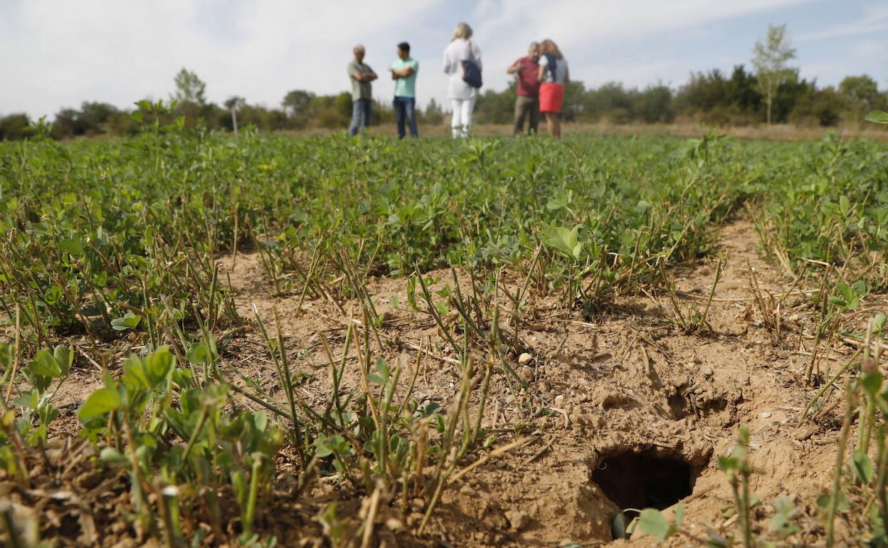 Cultivos afectados por los topillos en Herrera de Pisuerga, Palencia. 