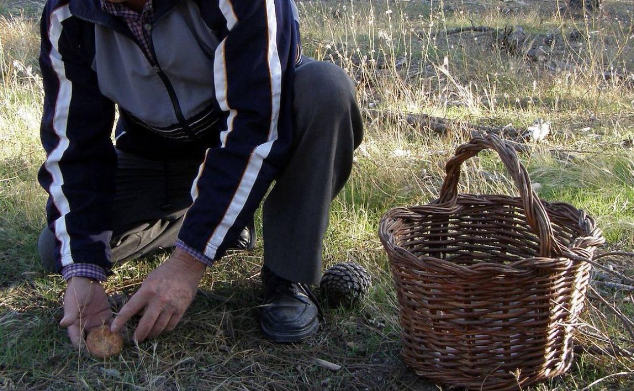 Recogida de níscalos en un pinar. 