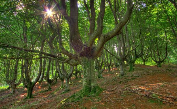 Bosques milenarios