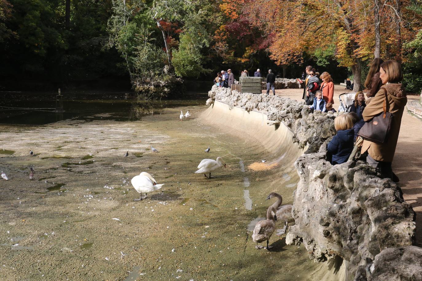 Los operarios vacían el canal, una vez despejado el estanque, ante la curiosa mirada de familias y paseantes y el apiñamiento de los habitantes acuáticos del parque.