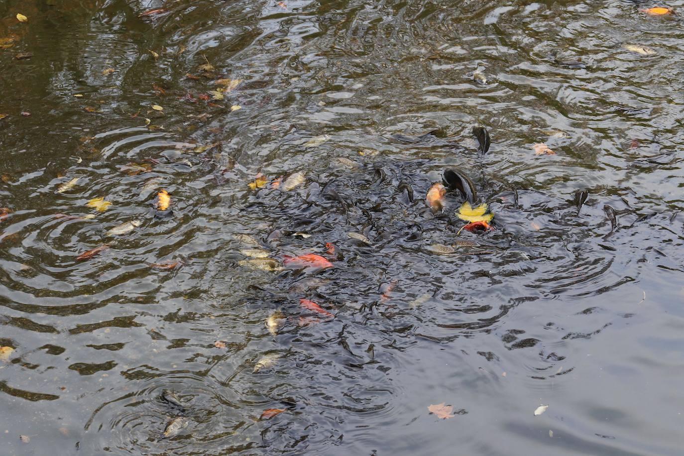 Los operarios vacían el canal, una vez despejado el estanque, ante la curiosa mirada de familias y paseantes y el apiñamiento de los habitantes acuáticos del parque.