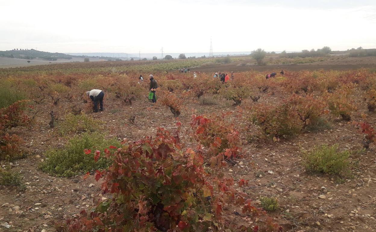 Varios turistas participan en la rebusca de uvas. 
