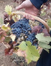 Imagen secundaria 2 - Enoturísticas que participron en la rebusca de uvas en Mucientes. 