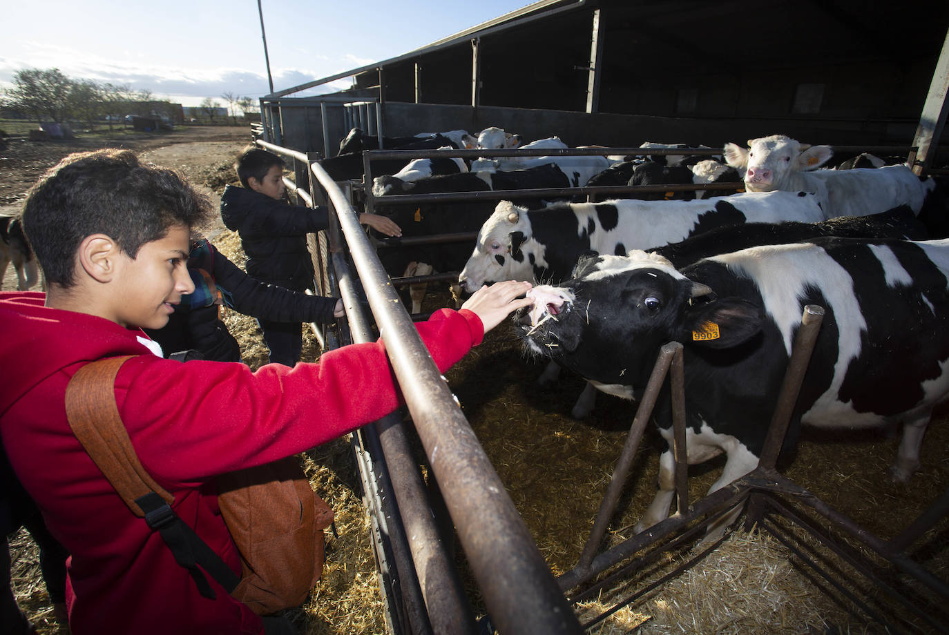 Alumnos del instituto La Merced (Valladolid) descubrieron el 8 de noviembre en Villanueva de los Caballeros oficios y costumbres rurales, dentro de la iniciativa ideada por Santiago de Castro