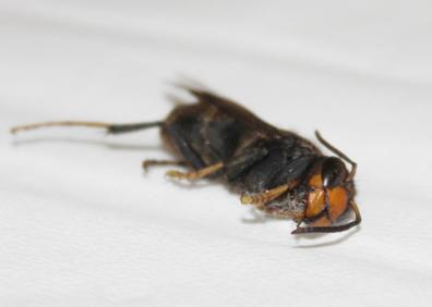 Imagen secundaria 1 - Arriba, el parte de alta del hospital. Abajo, a la derecha, la mujer sostiene el insecto con sus manos. A la izquierda, la avispa asiática que picó a esta nonagenaria en Torrelavega. 