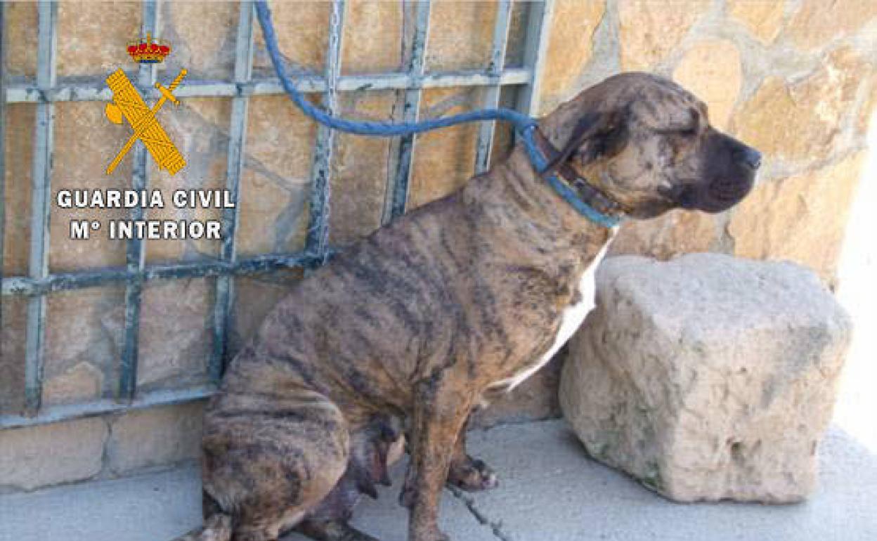 Uno de los perros implicados en la muerte de un hombre en Santa Marta de Tormes.