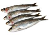 Sardinas