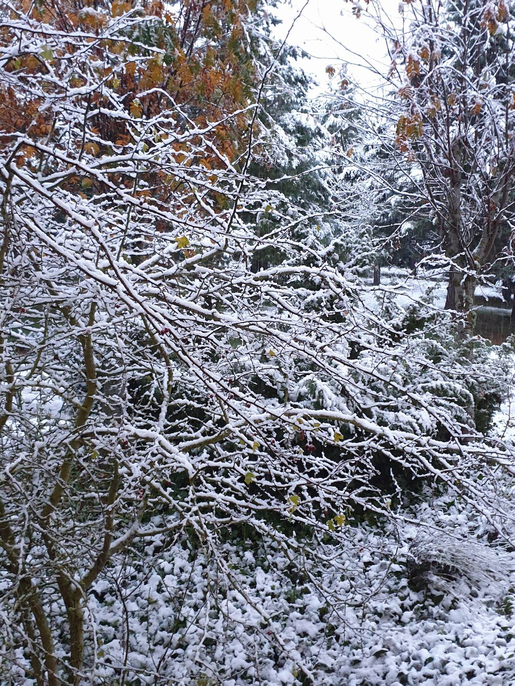 Nieve en la Montaña Palentina.