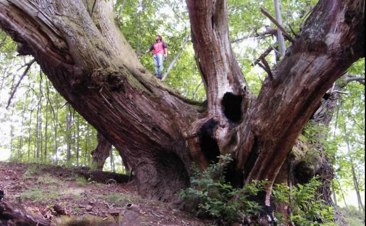 El Campano de Villar de Acero. 