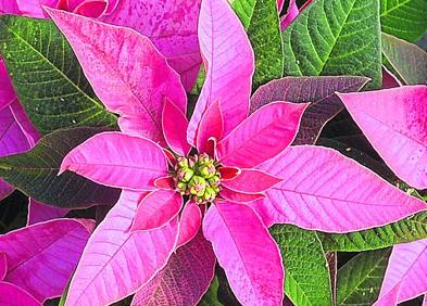 Imagen secundaria 1 - Variedades de flores.