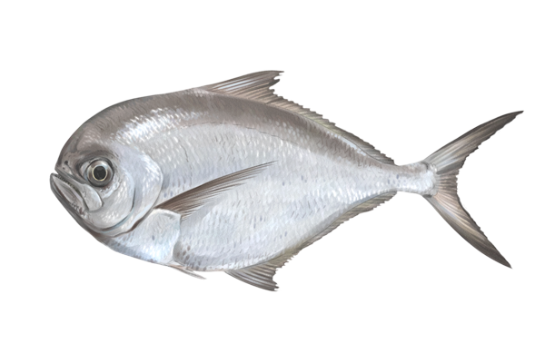 Palometa