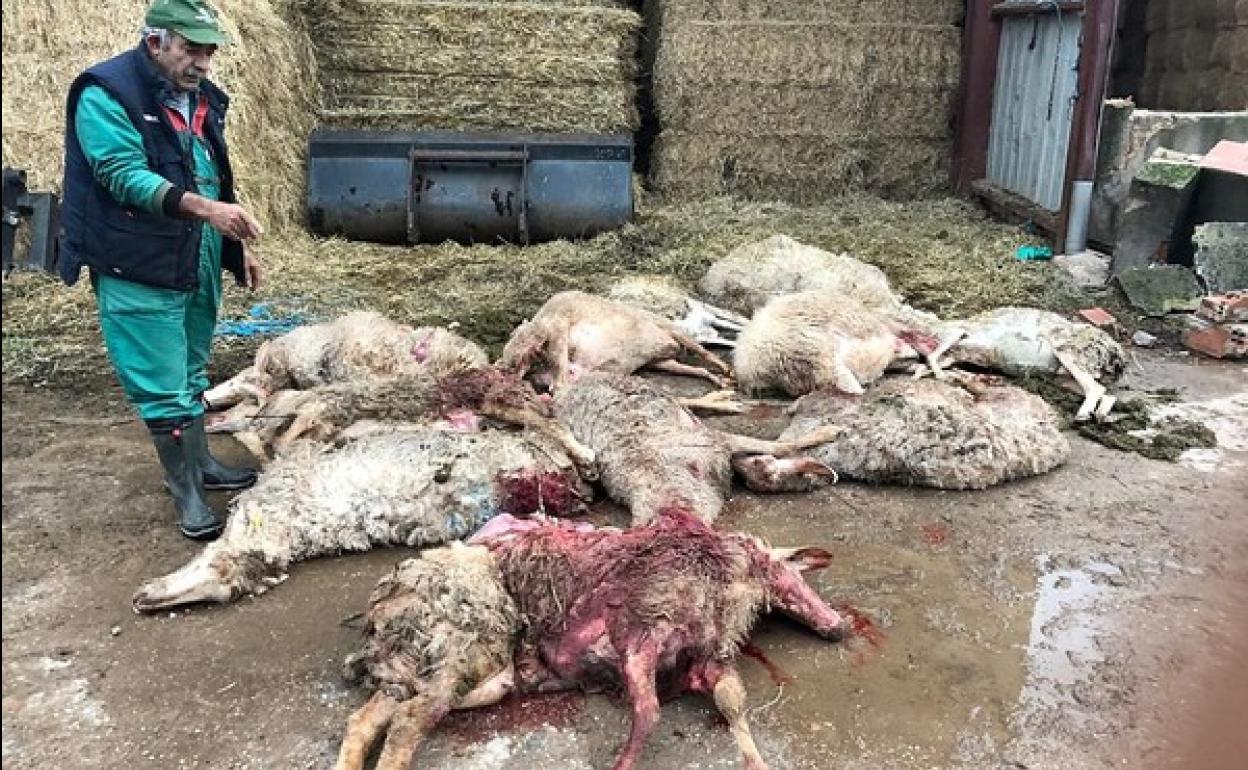 Una docena de ovejas muertas por el ataque de lobos en una explotación a 14 kilómetros de la capital zamorana, en el paraje conocido como 'El Chozo'. 