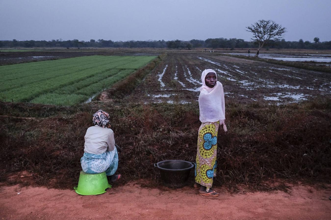 Rice. Guinea Bissau.