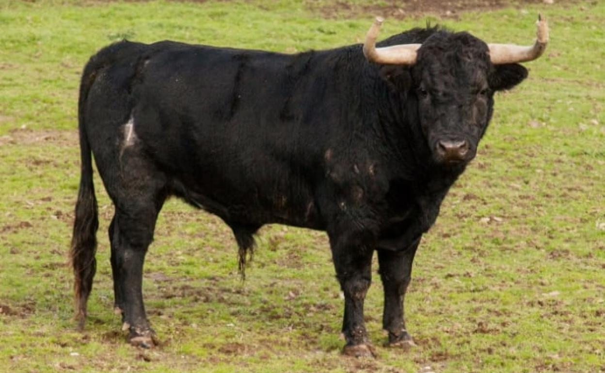 Imagen de Negrero, uno de los tres toros por los que se puede votar.