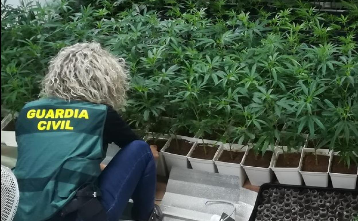 Investigan a dos personas por cultivar una plantación interior de marihuana en la comarca de Sanabria (Zamora). 