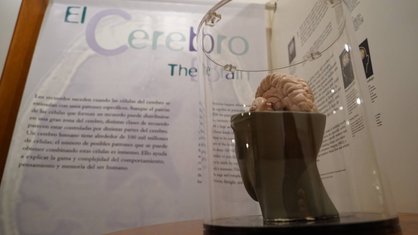 El Museo de la Ciencia examina los procesos del recuerdo desde los puntos de vista personal, cultural, psicológico y biológico con experimentos, proyecciones y paneles informativos en la muestra 'Memoria', desarrollada por el Museo de las Ciencias Príncipe Felipe de Valencia en colaboración con el Exploratorium de San Francisco. 