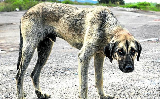 El abandono de perros sigue siendo una rutina en España. Cada año son 50.000. 