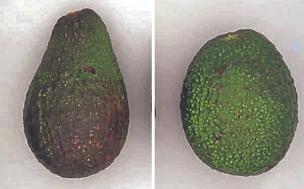 El aguacate